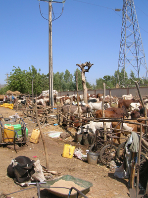 Cattle market
